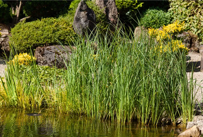 Gräser am Teichufer