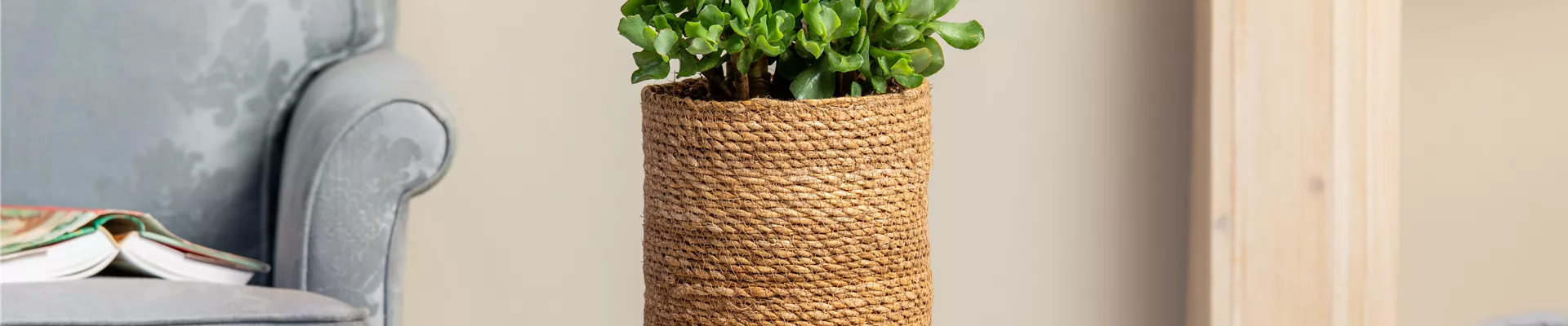 Crassula