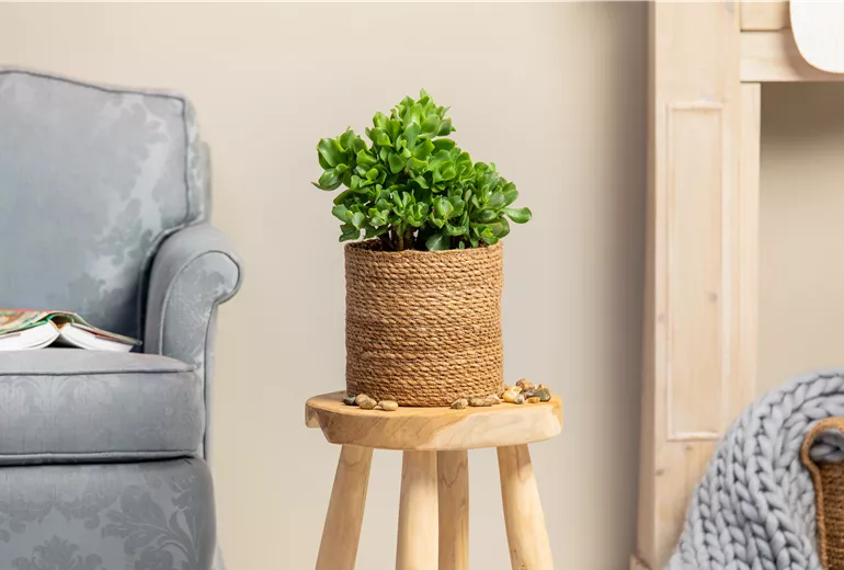 Crassula