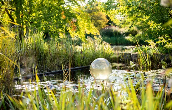 Wasserpflanzen pflegen für die Gesundheit der Pflanzen