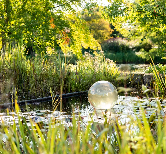 Wasserpflanzen pflegen für die Gesundheit der Pflanzen