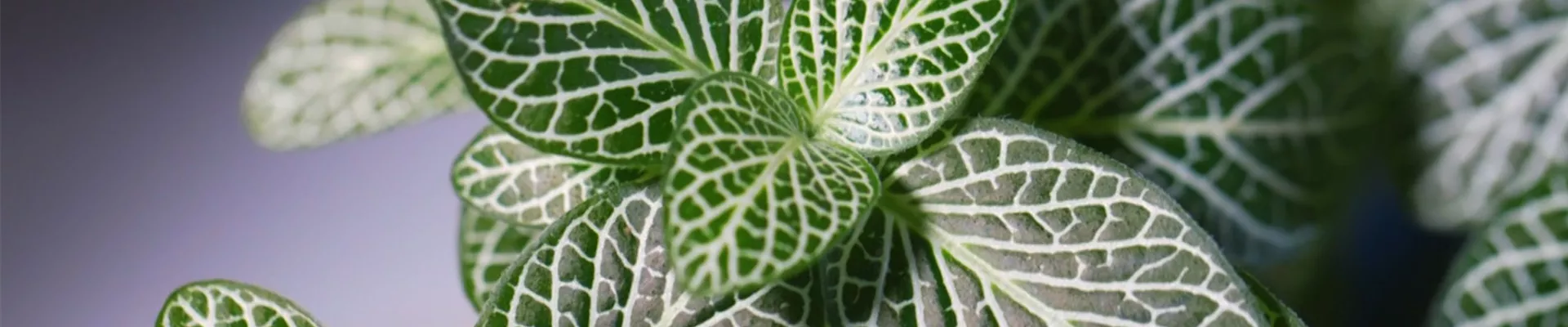 Fittonie - Umtopfen (Thumbnail)