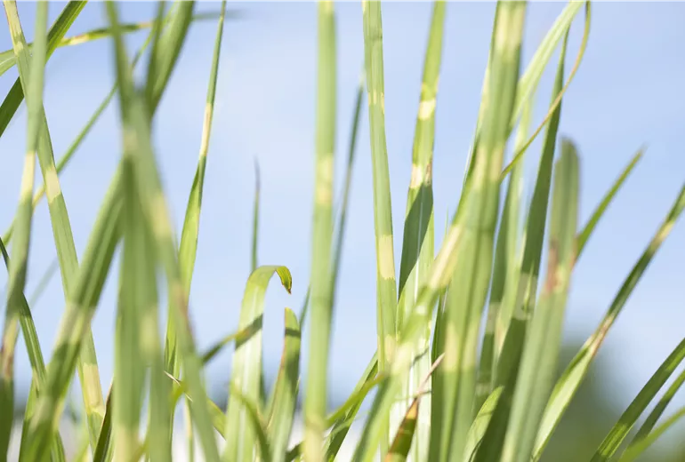 Miscanthus sinensis 'Strictus' Miscanthus sinensis 'Strictus'