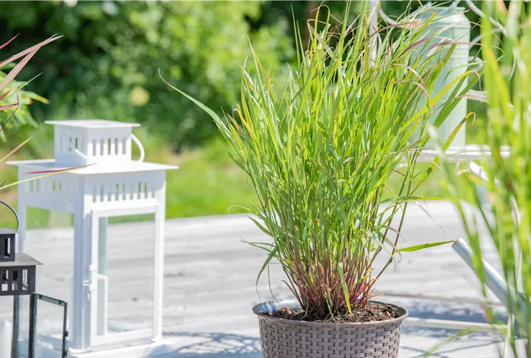 Panicum virgatum 'Rehbraun' Panicum virgatum 'Rehbraun'