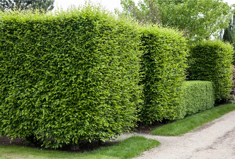 Buchenhecke