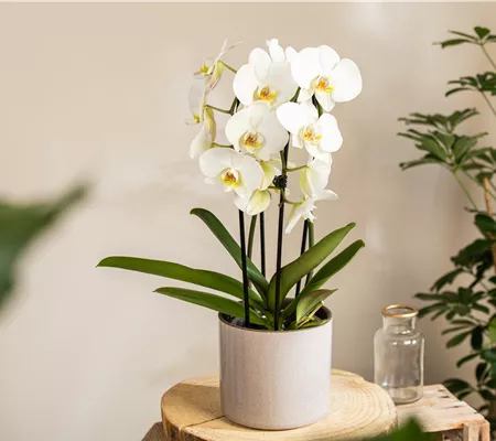 Die beliebtesten Orchideen für echte Pflanzenfans