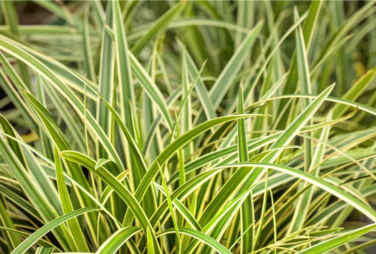 Carex morrowii ssp. foliosissima 'Icedance'