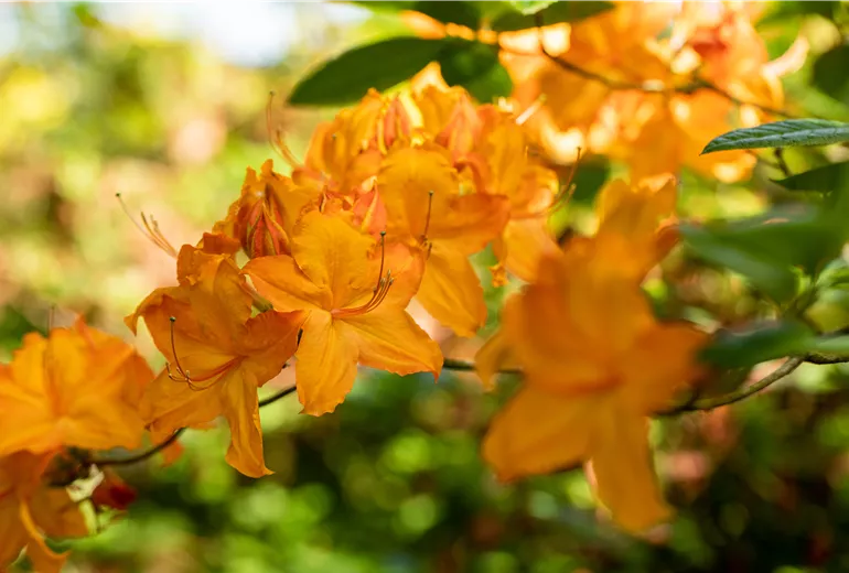 Rhododendron luteum 'Fireglow'