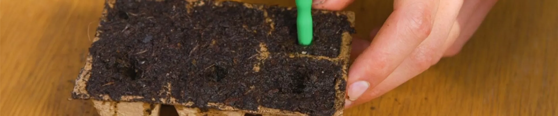 Romatomate - Aussaat (Thumbnail)