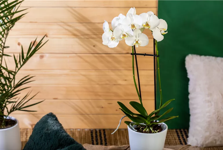 Phalaenopsis, weiß
