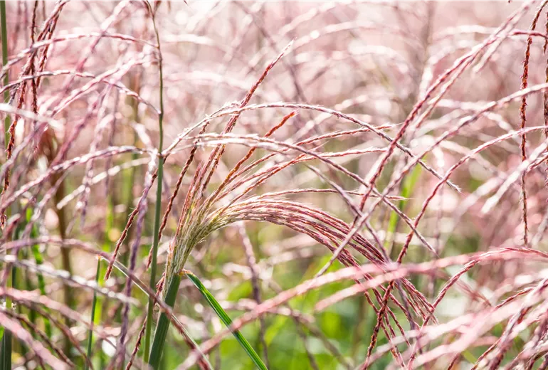 Miscanthus sinensis 'Flamingo'