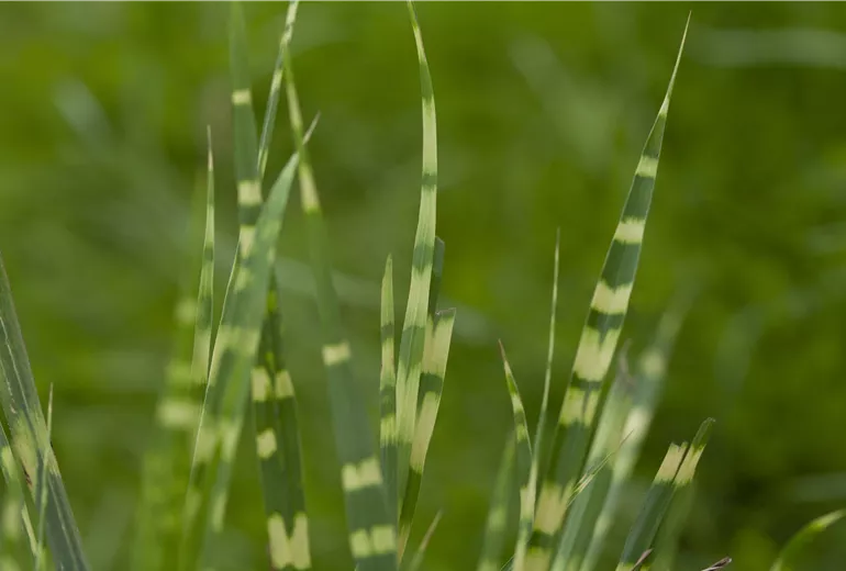 Miscanthus sinensis 'Zebrinus'