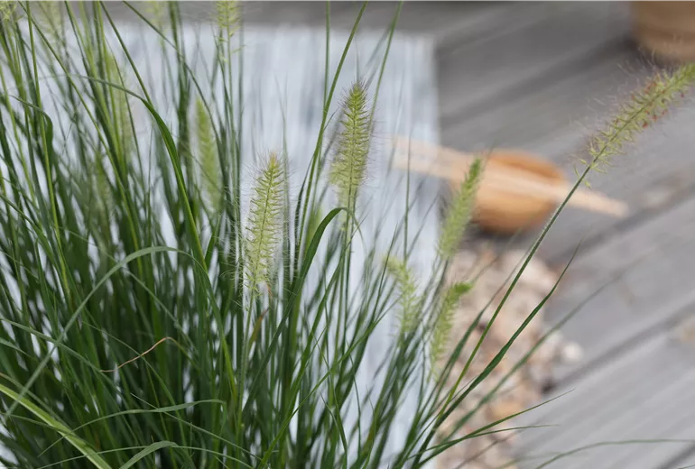 Pennisetum alopecuroides 'Hameln'