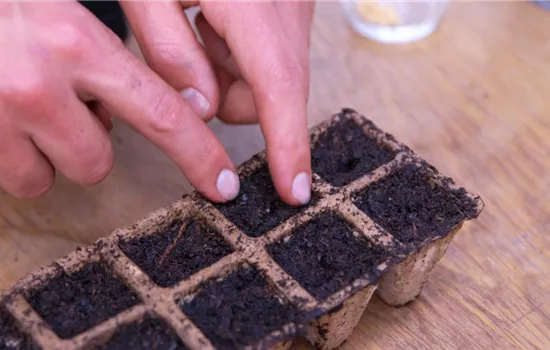 Jalapeno Paprika - Aussaat und Anzucht