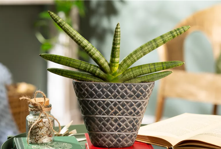 Sansevieria cylindrica 'Skyline'