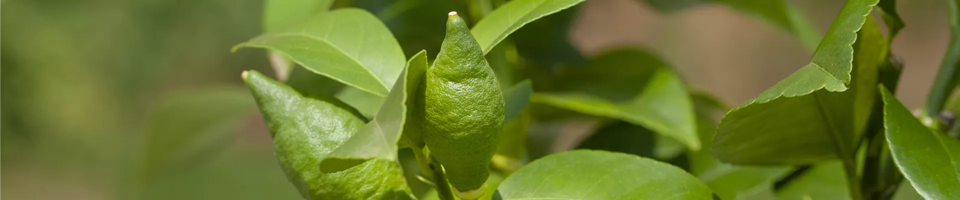 Citrus