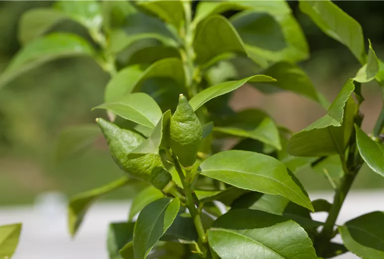 Citrus