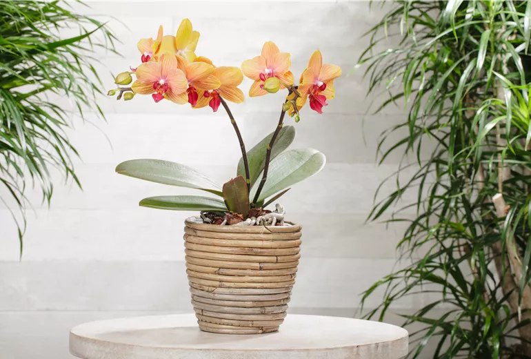 Phalaenopsis multiflora 'My Monroe Bronzer'