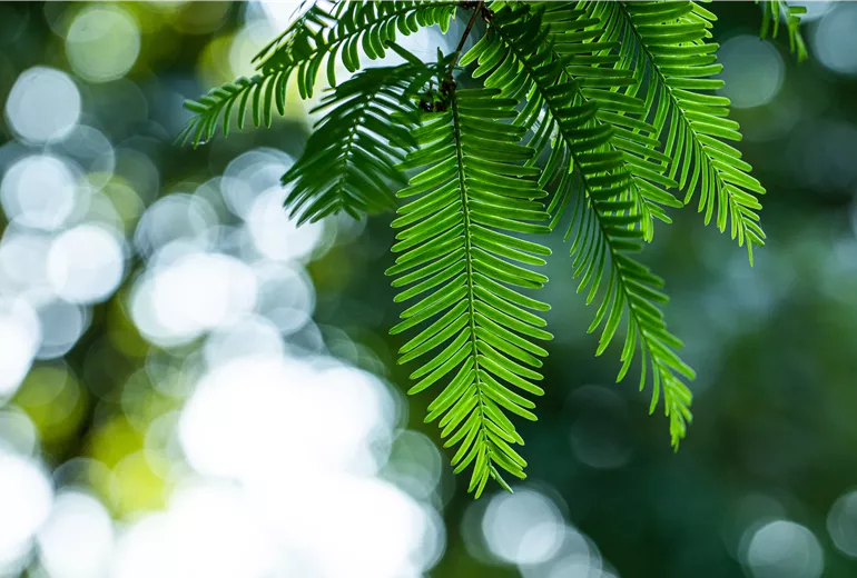 Metasequoia glyptostroboides