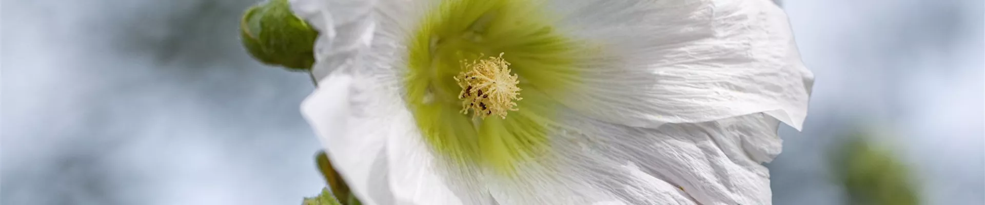 Stockrose - Einpflanzen im Garten (Thumbnail)