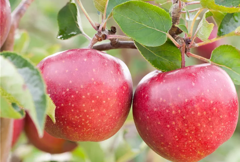 Malus domestica 'Jonagold'