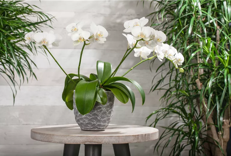 Phalaenopsis, weiß