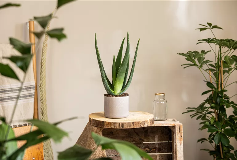 Aloe vera
