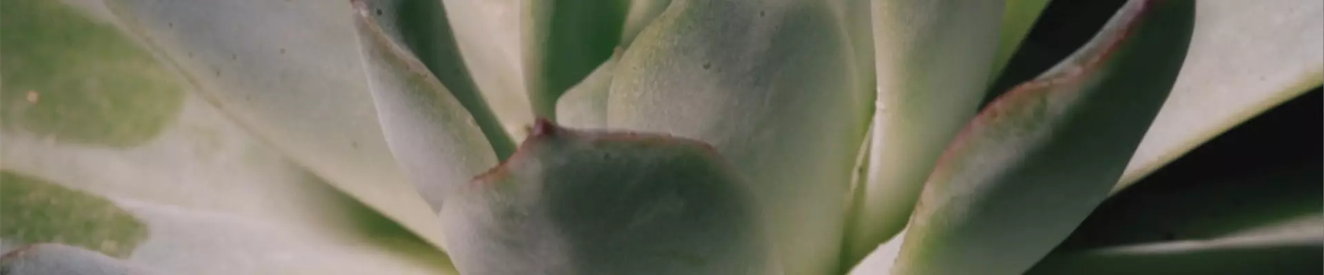 Zimmerpflanzenportrait - Echeveria (Thumbnail)