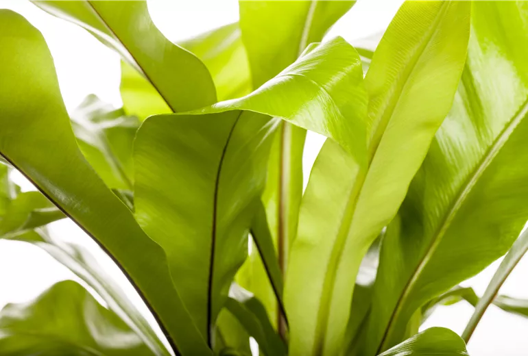 Asplenium nidus