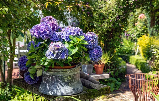 Hortensien pflanzen und pflegen leicht gemacht