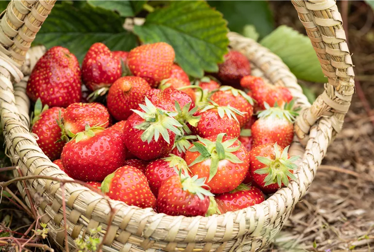 Fragaria x ananassa 'Malwina'