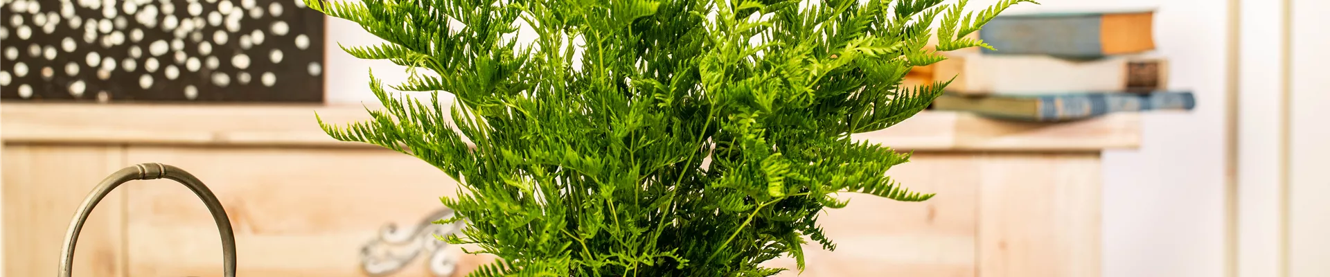 Pteris dentata
