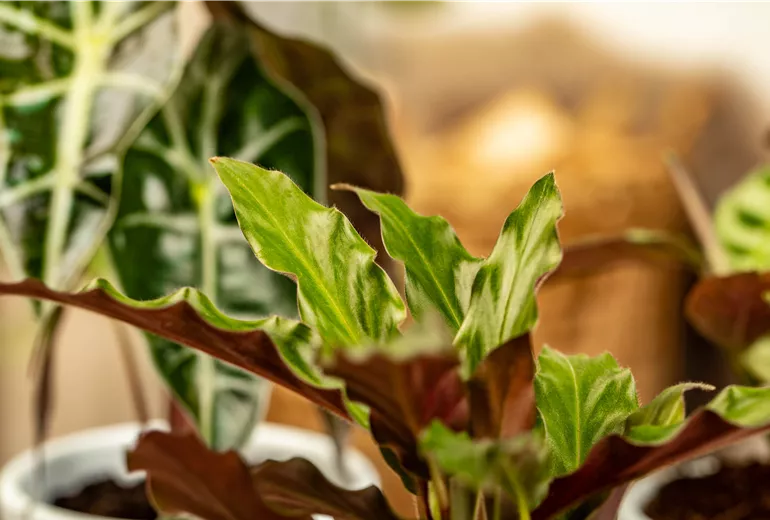 Calathea rufibarba