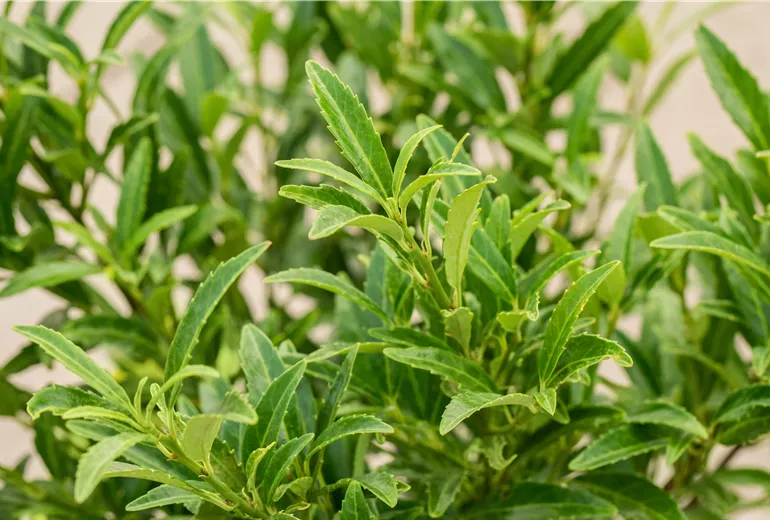 Prunus laurocerasus 'Sofia'