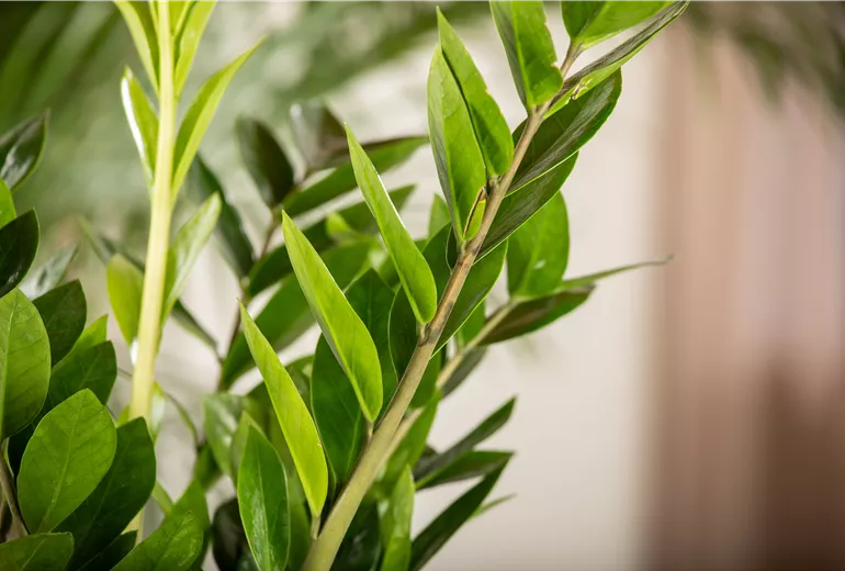 Zamioculcas zamiifolia