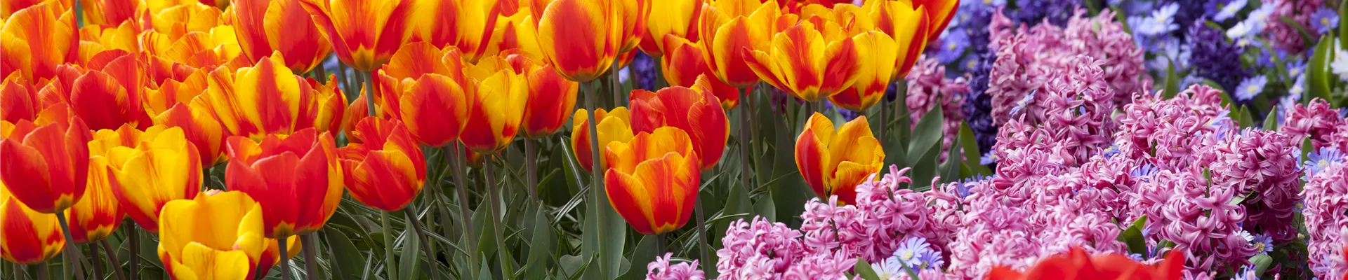 Buntes Zwiebelblumenbeet