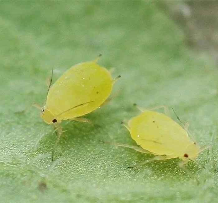Schädlinge im Garten richtig erkennen und bekämpfen