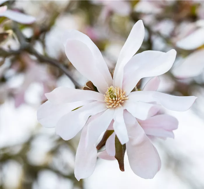Frühblühende Gehölze zum Start ins neue Gartenjahr