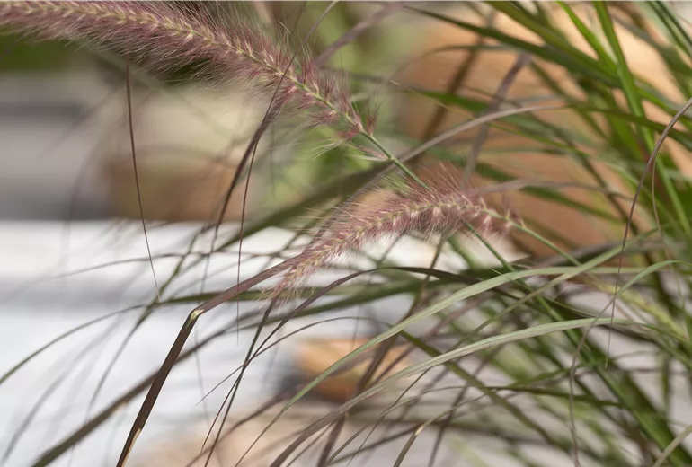 Pennisetum setaceum 'Rubrum' Pennisetum setaceum 'Rubrum'