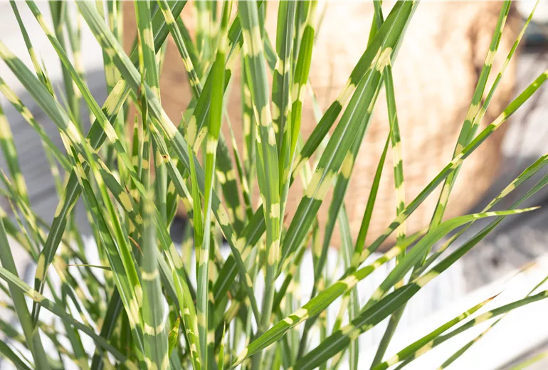 Miscanthus sinensis 'Strictus' Miscanthus sinensis 'Strictus'