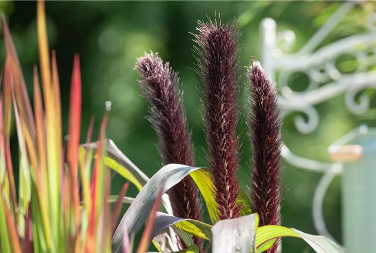 Pennisetum glaucum 'Purple Baron' Pennisetum glaucum 'Purple Baron'