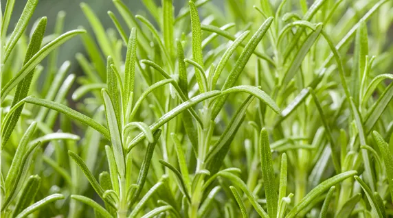 Rosmarinus officinalis