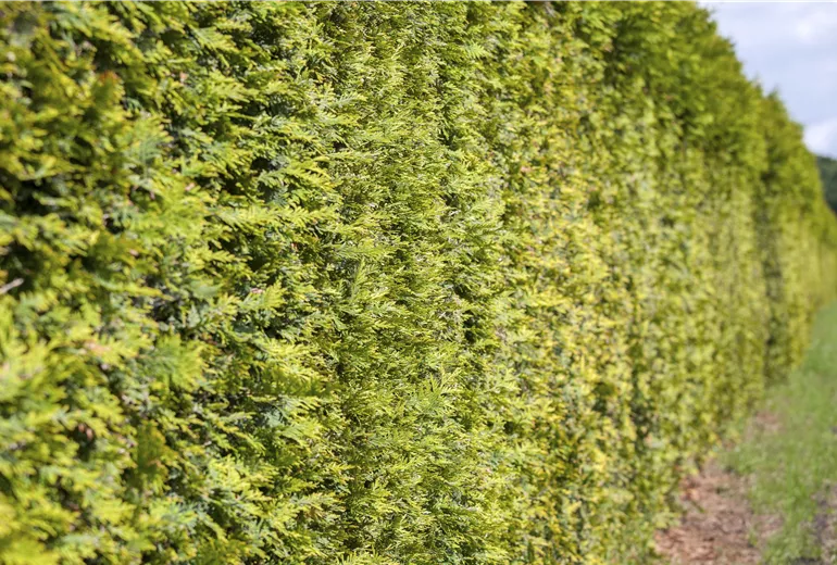 Thuja occidentalis