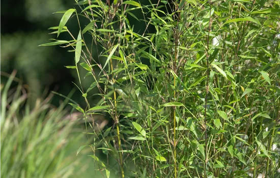 Besonderheiten beim Bambus kennen und lieben lernen