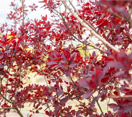 Ameise, Blattlaus und Co. – Laubgehölze vor Schädlingen schützen