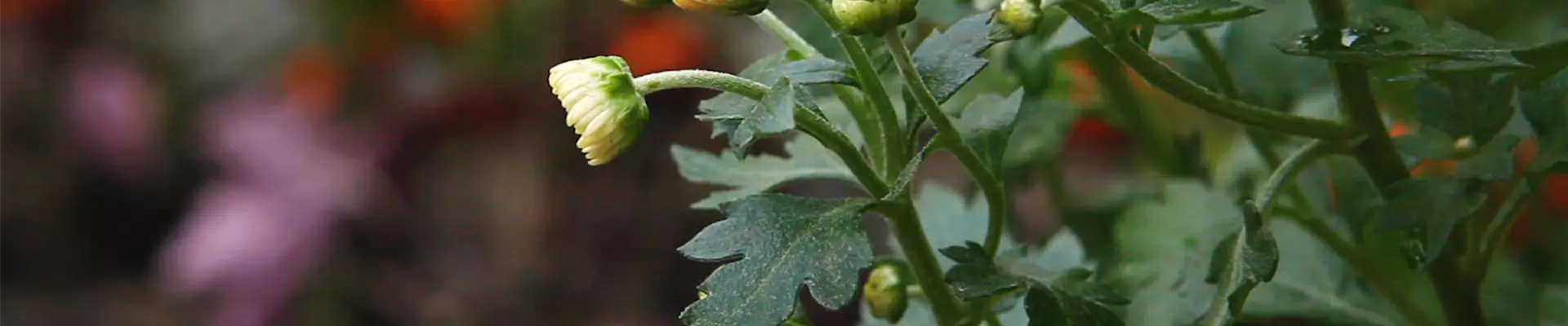 Chrysanthemen - Einpflanzen im Garten (Thumbnail)