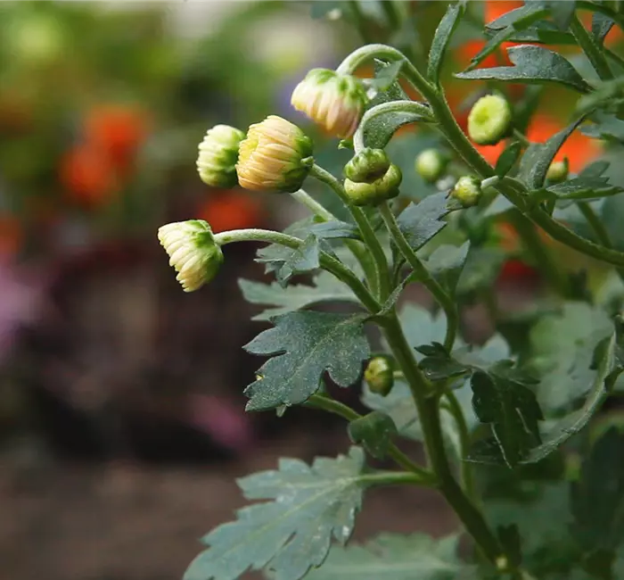 Chrysanthemen - Einpflanzen im Garten