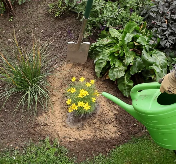 Mädchenauge - Einpflanzen im Garten