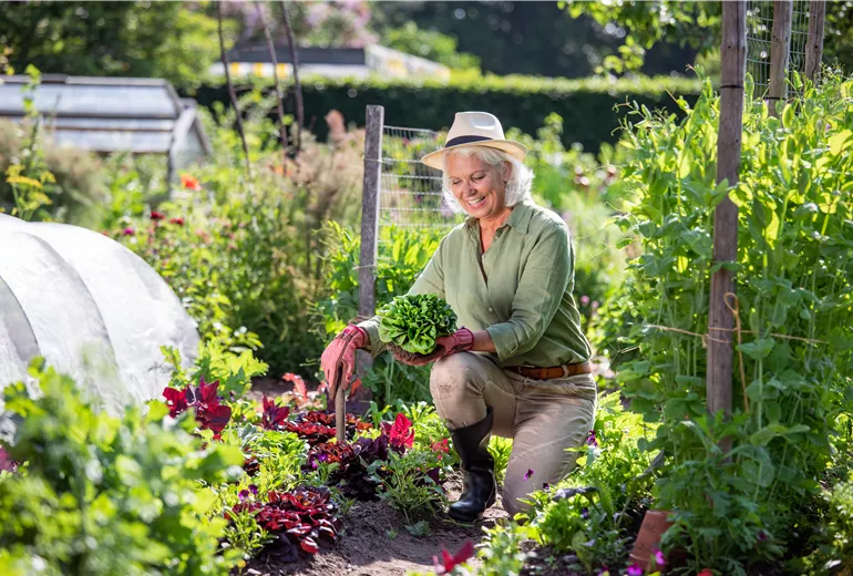 Gartenarbeit - Frau mit Salat und Gartenschaufel 