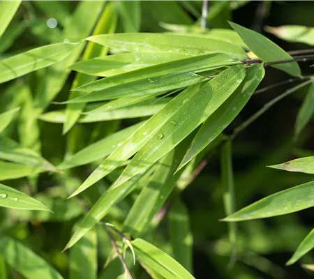 Ein asiatischer Garten als Oase der Ruhe